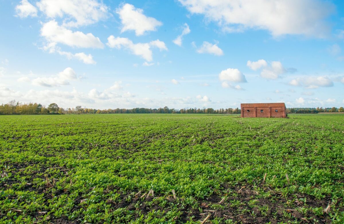 Green farmland view - LORDS OF THE LANDS Open green farmland view — Lords of the Lands