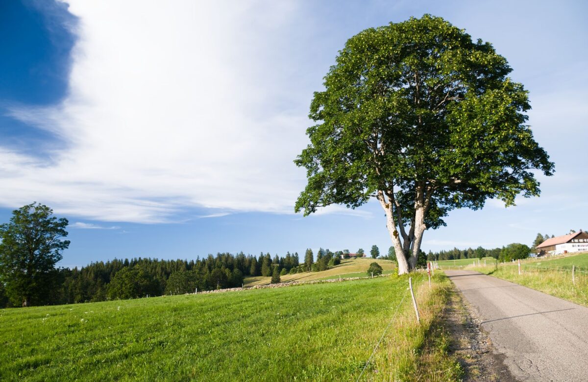 Lone tree on a hill - LORDS OF THE LANDS Lone tree on a green hill — Lords of the Lands