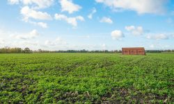 Open green farmland view — Lords of the Lands