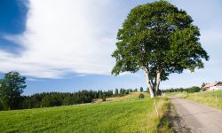 Lone tree on a green hill — Lords of the Lands