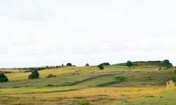 Rolling green and golden open grassland with scattered trees under a bright sky — Lords of the Lands